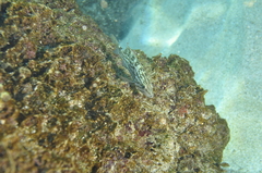 Mycteroperca rubra