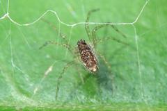 Dendrolycosa