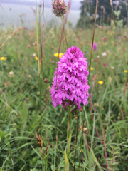 Anacamptis pyramidalis