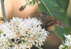 Astraptes elorus