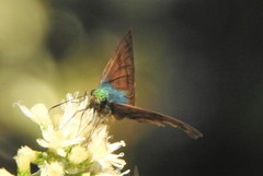 Astraptes elorus