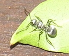 Polyrhachis schlueteri