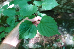 Viburnum bracteatum