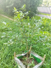 Prunus cerasus
