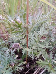 Artemisia armeniaca