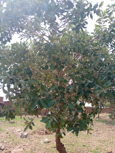 Indian mango