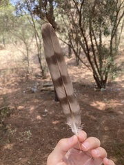 Accipiter nisus