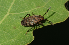 Peritrechus geniculatus