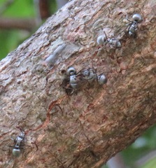 Polyrhachis schlueteri