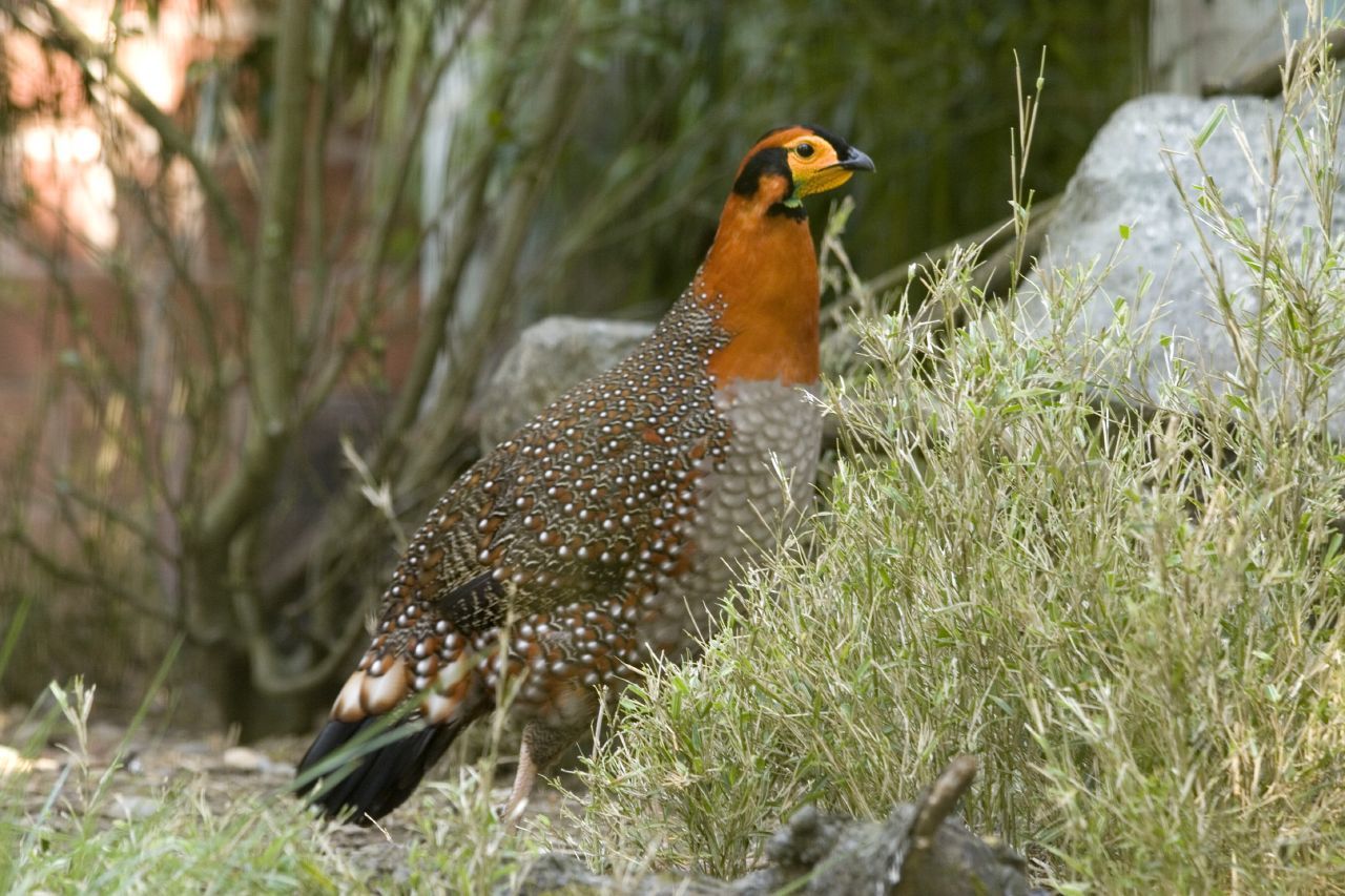 Blyth's Tragopan illustration
