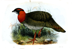 Blyth's Tragopan photo 5