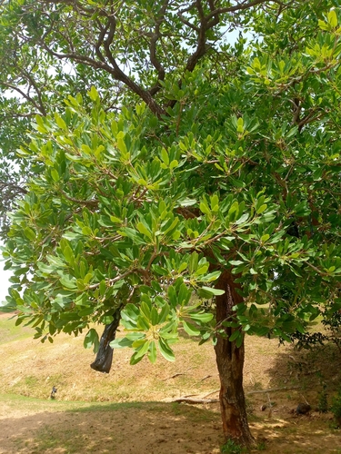 Shea Tree