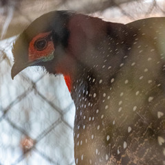 Western Tragopan photo 3