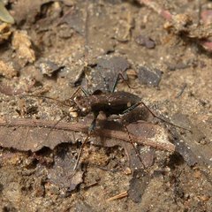 Dromica gracilis