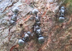 Polyrhachis schlueteri