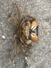 Rhithropanopeus harrisii