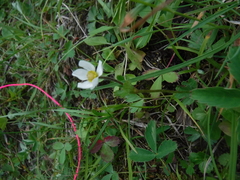Anemone parviflora