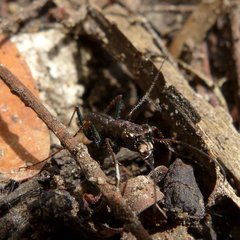 Dromica gracilis