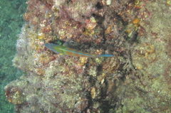 Thalassoma pavo