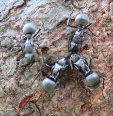 Polyrhachis schlueteri