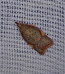 Enchocrates phaedryntis