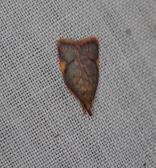 Enchocrates phaedryntis