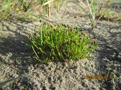 Isolepis cernua cernua