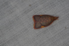 Enchocrates phaedryntis