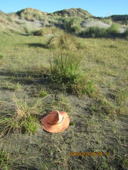 Isolepis cernua cernua