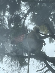 Semnopithecus schistaceus