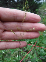 Piptatheropsis canadensis