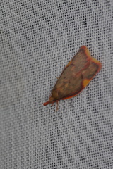 Enchocrates phaedryntis