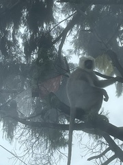 Semnopithecus schistaceus