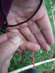 Piptatheropsis canadensis