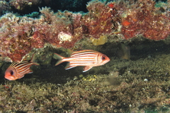 Sargocentron rubrum