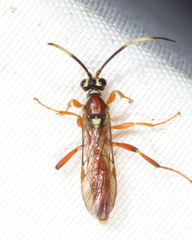 Melanichneumon disparilis