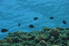 Chromis chromis