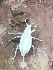 Compsus viridivittatus