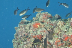 Chromis chromis