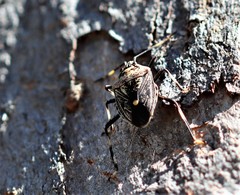 Poecilometis alienus