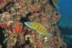 Thalassoma pavo