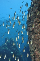 Chromis chromis