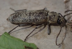 Trichoferus holosericeus