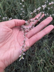 Goniolimon tataricum