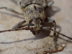 Trichoferus holosericeus