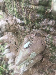 Compsus viridivittatus