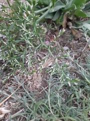 Goniolimon tataricum
