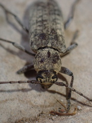 Trichoferus holosericeus