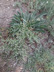Goniolimon tataricum