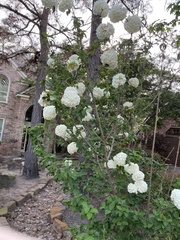 Viburnum macrocephalum